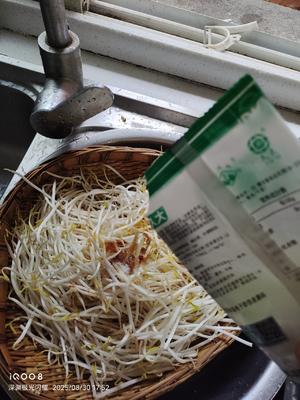 素炒豆芽，无敌好吃的做法 步骤7