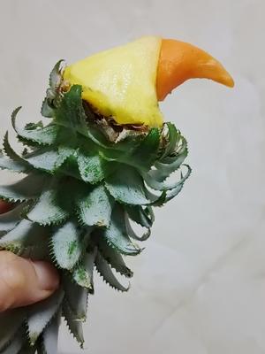 高颜值氛围拉满：鸟语花香菠萝饭的做法 步骤7
