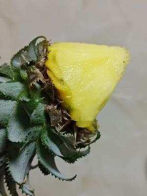 高颜值氛围拉满：鸟语花香菠萝饭的做法 步骤4