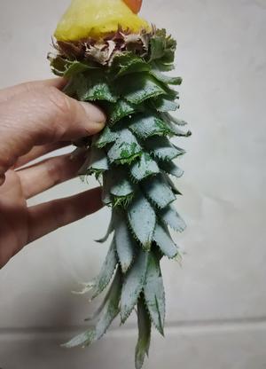 高颜值氛围拉满：鸟语花香菠萝饭的做法 步骤9