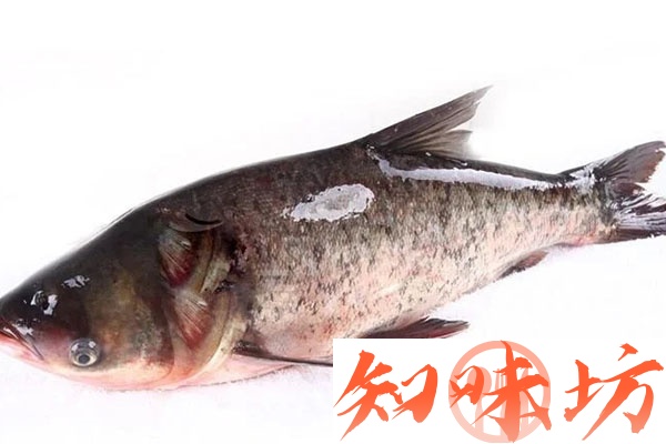 金鲨酱胖头鱼视频教程