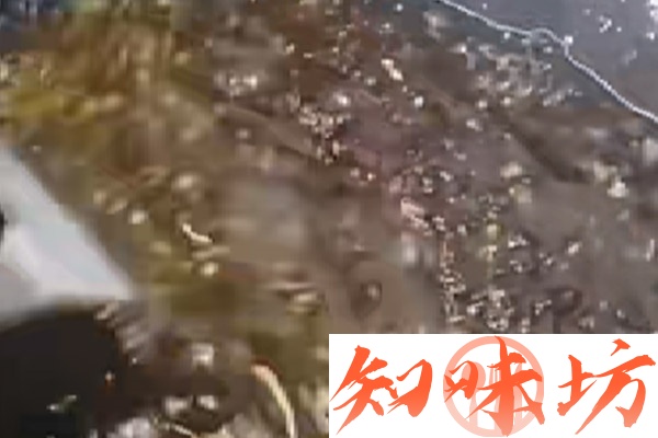 广东顺德秘制啫鱼酱技术配方和视频教程